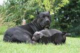 CANE CORSO 1289